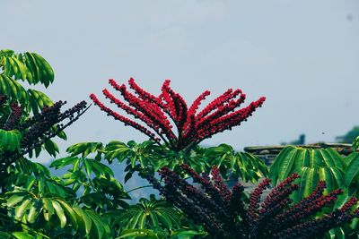 Low angle view of red flowering plant against sky