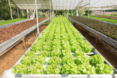 Plants growing in greenhouse