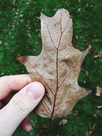 Close-up of hand holding maple leaf