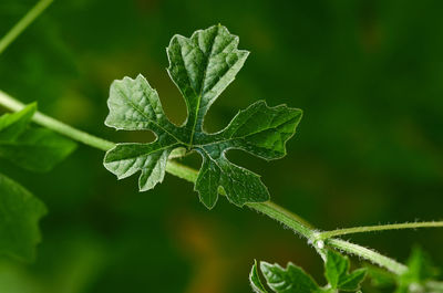 Close-up of fresh green leaves