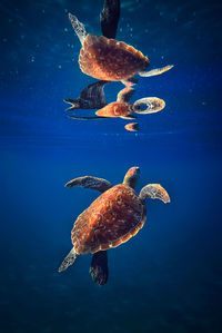 Jellyfish swimming in sea