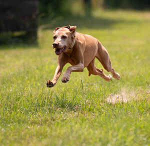 Dog running on grassy field