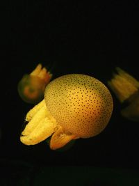 Close-up of yellow flower against black background