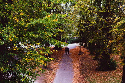Rear view of people walking on footpath amidst trees during autumn