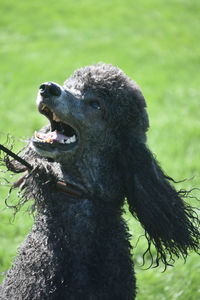 Adorable black poodle panting on a hot day