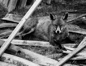 Close-up of fox lying down on wood