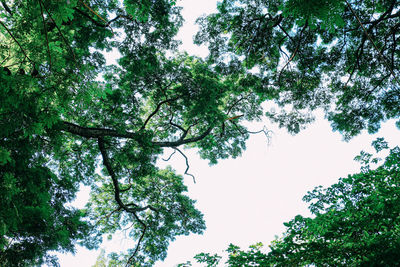 Low angle view of trees against sky