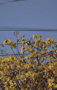 Low angle view of yellow flowering plants against clear sky