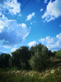 Low angle view of trees against sky