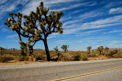 Joshua tree by empty road against sky