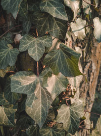 Full frame shot of leaves
