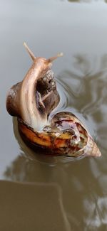 High angle view of fish in lake