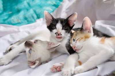 Cats resting on bed