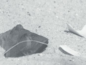 Close-up of lizard on sand