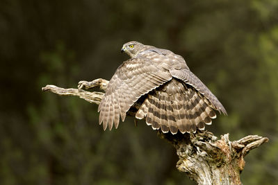 Close-up of eagle flying