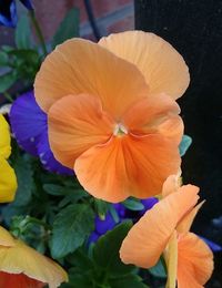 Close-up of orange flower