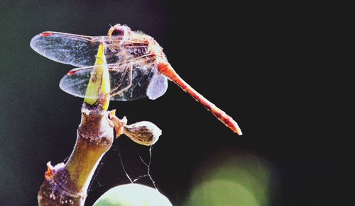 Close-up of insect over black background