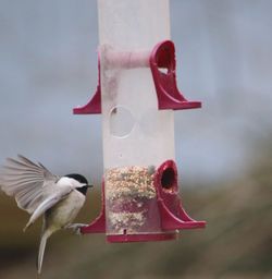 Close-up of a bird flying