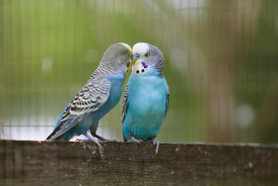 Close-up of parrots perching on wood