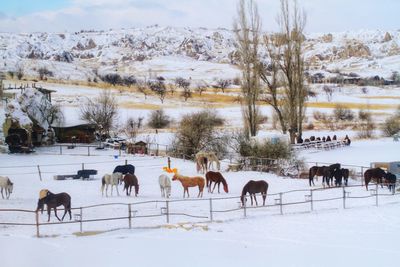 View of horses on snow covered land