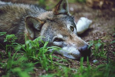 Close-up of lion lying on grass