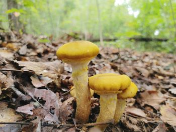 Close-up of yellow mushroom growing on field