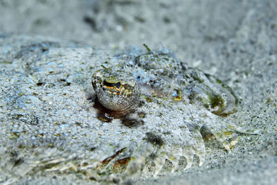 Close-up of frog in water