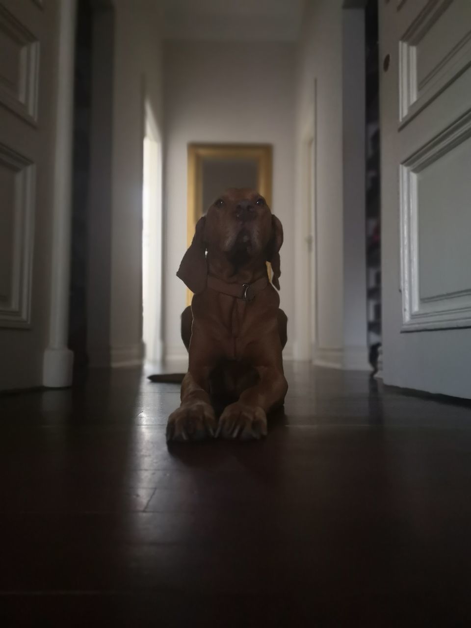 PORTRAIT OF A DOG SITTING ON FLOOR