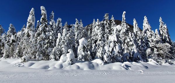 Snow covered plants against sky