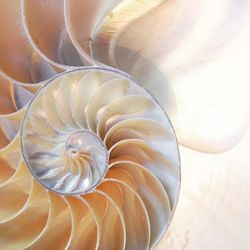 High angle view of seashell on table