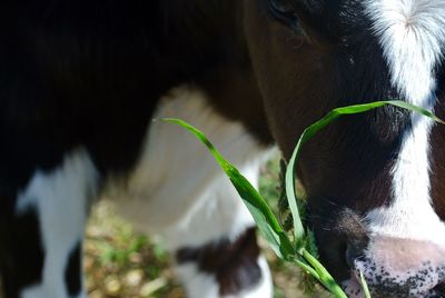 Close-up of cow