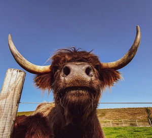 Low angle view of animal on field against sky