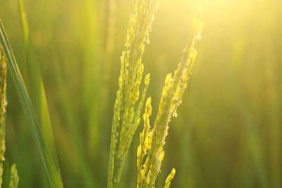 Close-up of crops growing on field