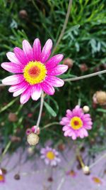 Close-up of pink flowers blooming outdoors