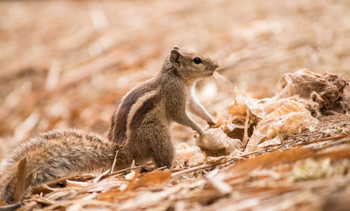 Close-up of squirrel on rock