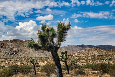 Trees growing in desert against sky