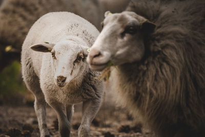 Sheep standing on field