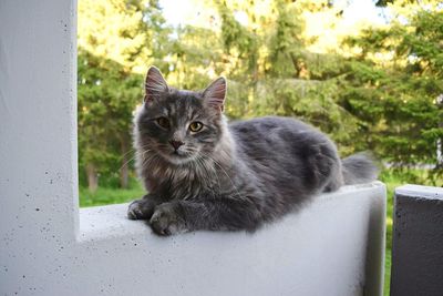 Close-up portrait of cat