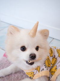 Portrait of cute dog at home