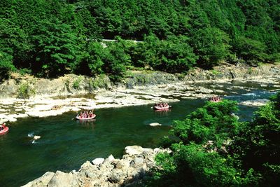 Scenic view of river in forest