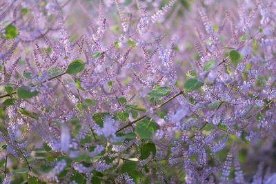 Close-up of fresh flowers blooming on tree