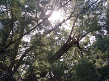Low angle view of trees in forest