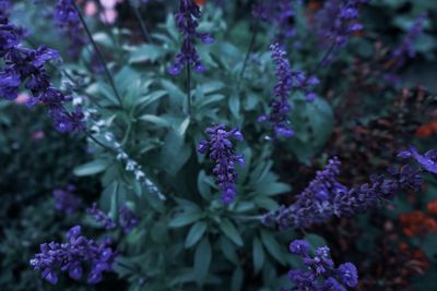 Close-up of purple flowering plants