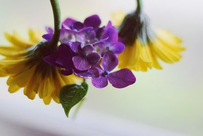 Close-up of purple flowering plant