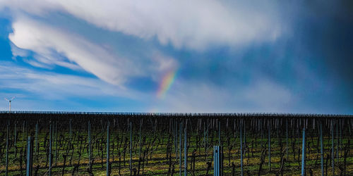 Scenic view of rainbow over field against sky