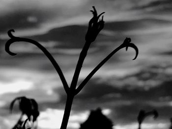 Close-up of silhouette flower against sky