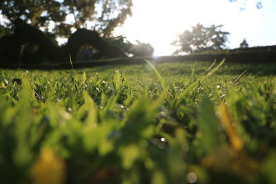 Surface level of grass on field