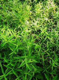 Full frame shot of plants growing on field