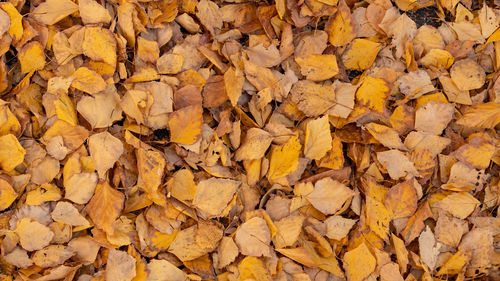 Full frame shot of yellow autumn leaves