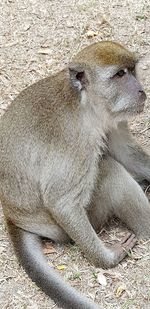 Close-up of cat sitting on field